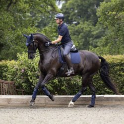 LeMieux Suede Dressage Square Underlag Navy