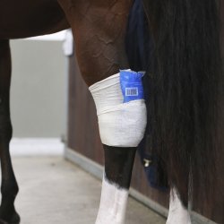 Kentucky Tendon grip sok beige
