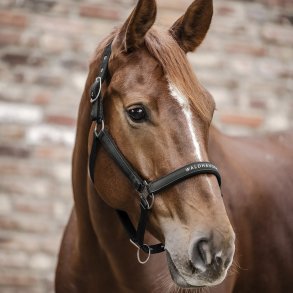 Waldhausen Athletic Grime Sort