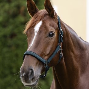 Waldhausen Athletic Grime Petrol Blue