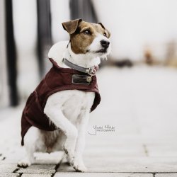 Kentucky Hundedkken Bordeaux (160g)