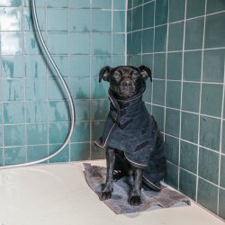 Kentucky Hundedkken/hndklde Sort