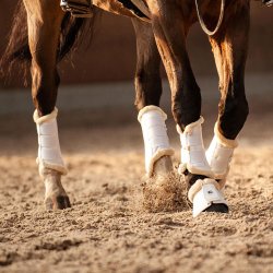 EQuest Gamacher m. Lam Sort