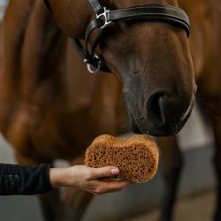 Borstiq Farm Grooming Svamp Infinity