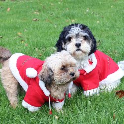 QHP Christmas Hunded�kken R�d