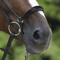 Passier Hannoveransk Nsebnd Sort m. Lak