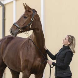 Waldhausen Royal S-Line Ldergrime Brun