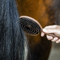 Horseware Man og Hale B�rste