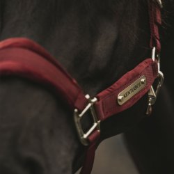 Kentucky Velvet Grime Bordeaux