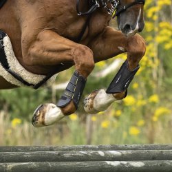 LeMieux Cross Country Mimsafe Gamacher Sort - Forben