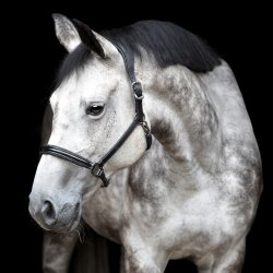 Catago Novi Ldergrime Sort