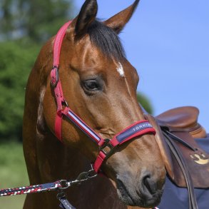 Tommy Hilfiger Lincoln Grime Primary Red