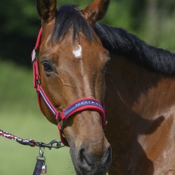 Tommy Hilfiger Lincoln Grime Primary Red