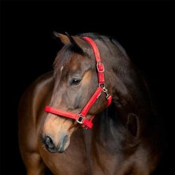 HorseGuard Jewel Glitter Grime Rd