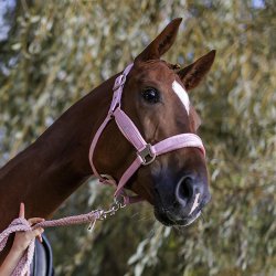 Schockemhle Grime SP Soft Velvet Dusty Pink