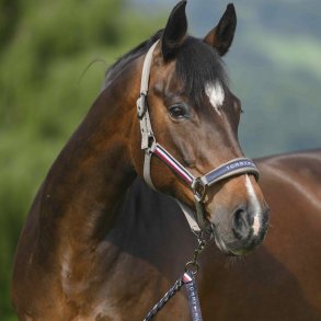 Tommy Hilfiger Yale Grime m. Tr�ktov Ash