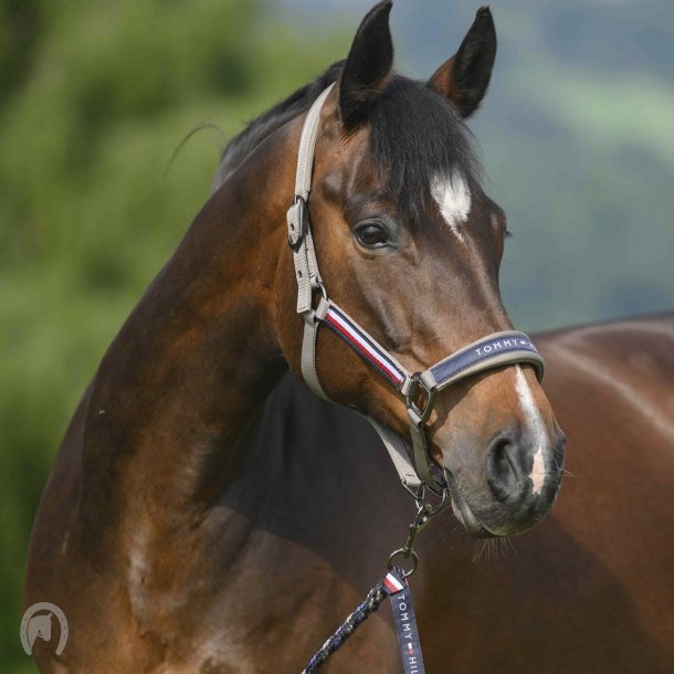 Tommy Hilfiger Yale Grime m. Tr�ktov Ash