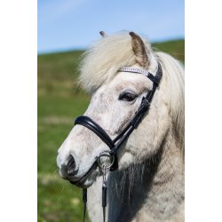 Eques Engelsk Anatomisk Nsebnd