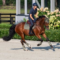 Eskadron Classic Sport 25 Softshell Gamacher Dusty Olive