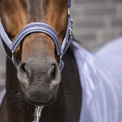 Eskadron Classic Sport 26 Softshell Jewel Grime Orchid