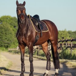 Eskadron Heritage 25/26 Underlag Cotton Glitter Crystal Navy