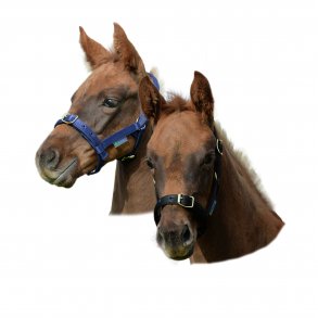 Grime Bucas Dublin Fl (sort)