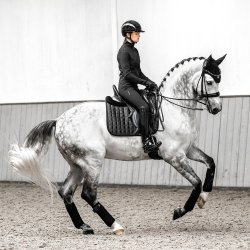 LeMieux Loire Satin Dressage Square Underlag Sort
