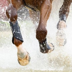 LeMieux Cross Country Mimsafe Gamacher Sort - Forben