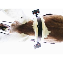 Kentucky Gjord m/Lam Brun