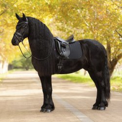 LeMieux Essence Dressage Underlag Sort