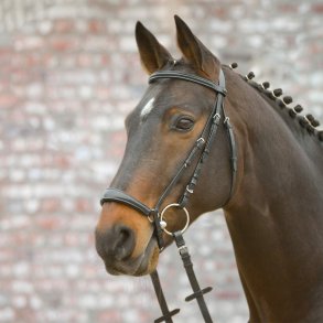 Waldhausen Star Hannoveransk Trense Sort